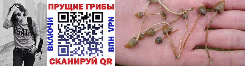 блэк спрут ТОР  площадка клад  Галлюциногенные грибы прущие грибы  Бугуруслан 